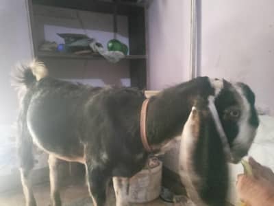 Goat Baby for sale