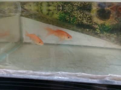 Gold fish