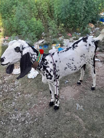 beetal bakri