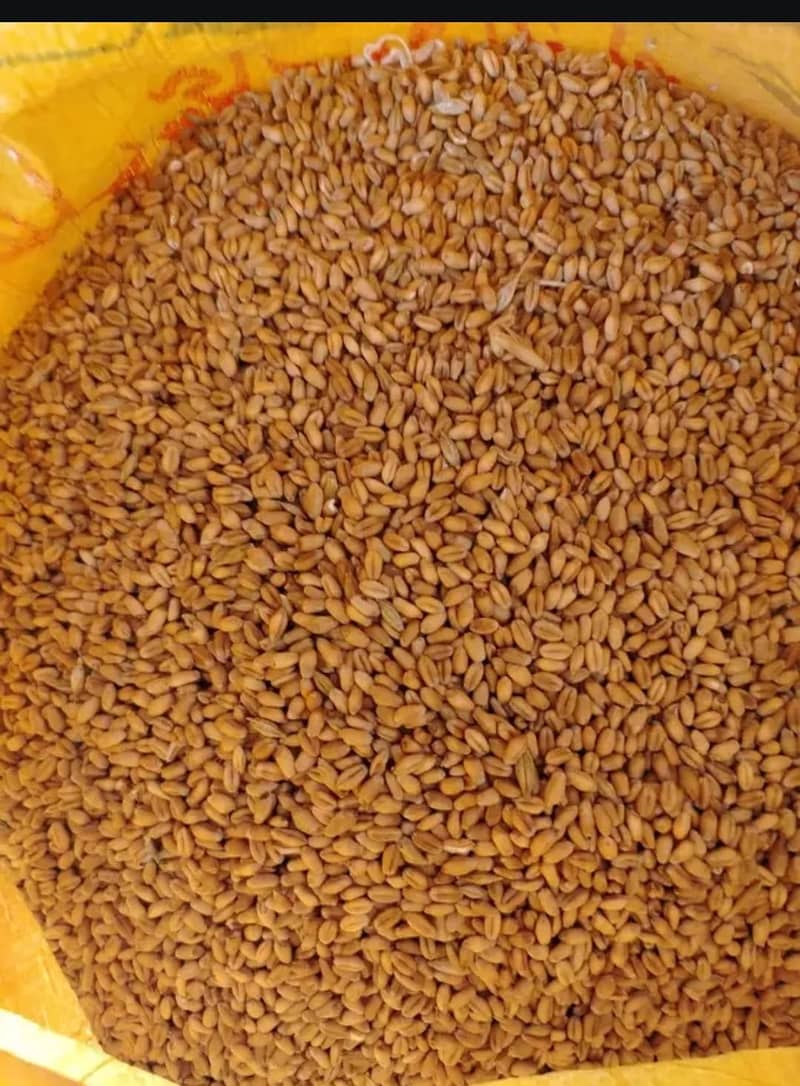 گندم سیل کے لیے دستیاب ہے 1