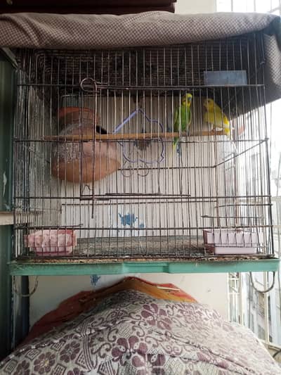 java bird and australian parrot with cage