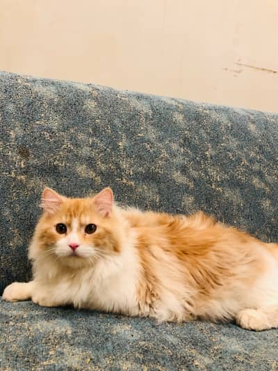 Triple Coat Persian Male Cat