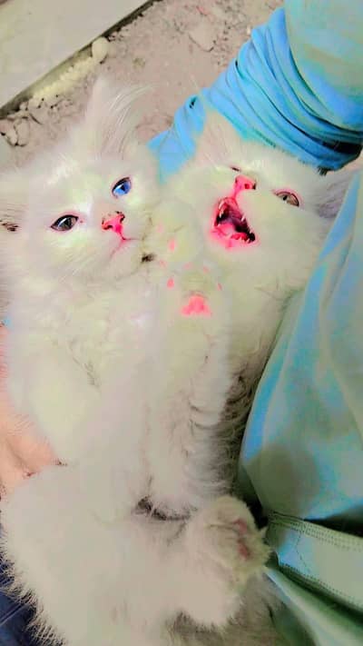 Persian kittens 0/3/2/8/4/4/8/4/1/2/2