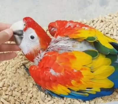 blue Macaw parrot checks for sale 03094802245