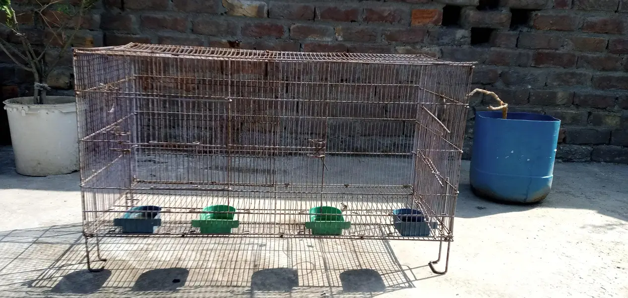 Cage for Hens, Parrots Urgent Sale