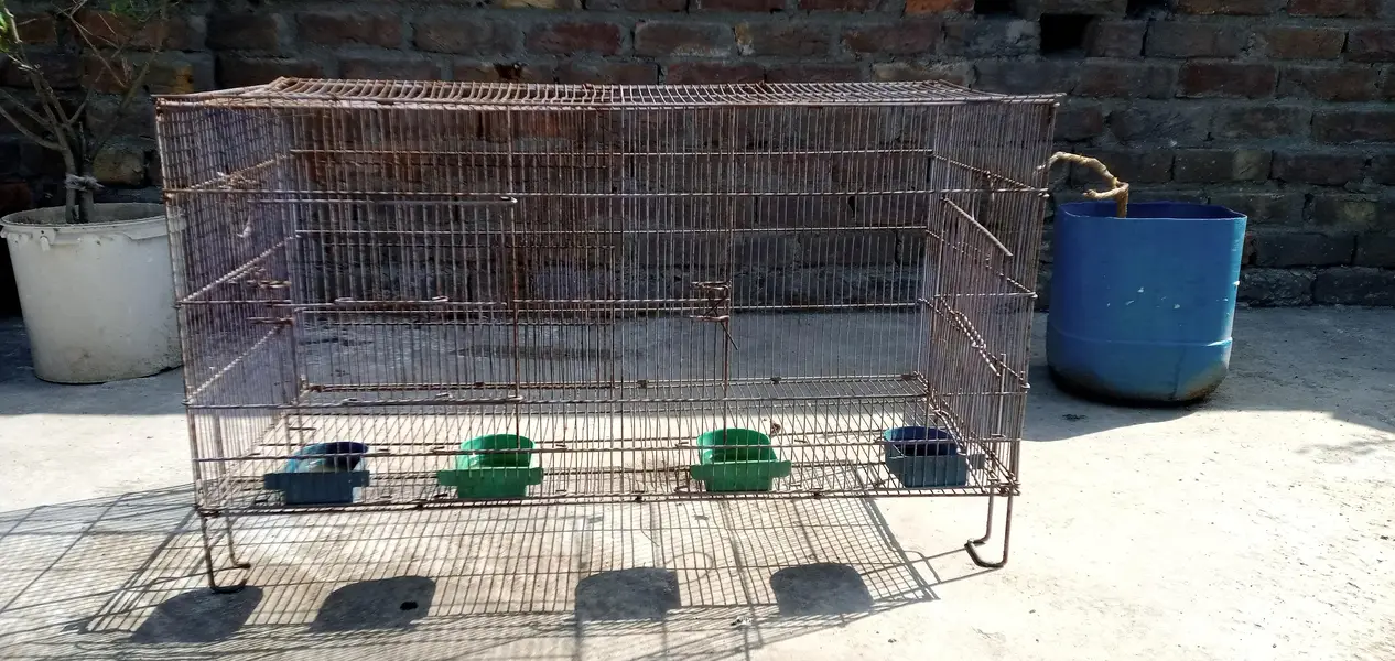 Cage for Hens, Parrots Urgent Sale — photo 2