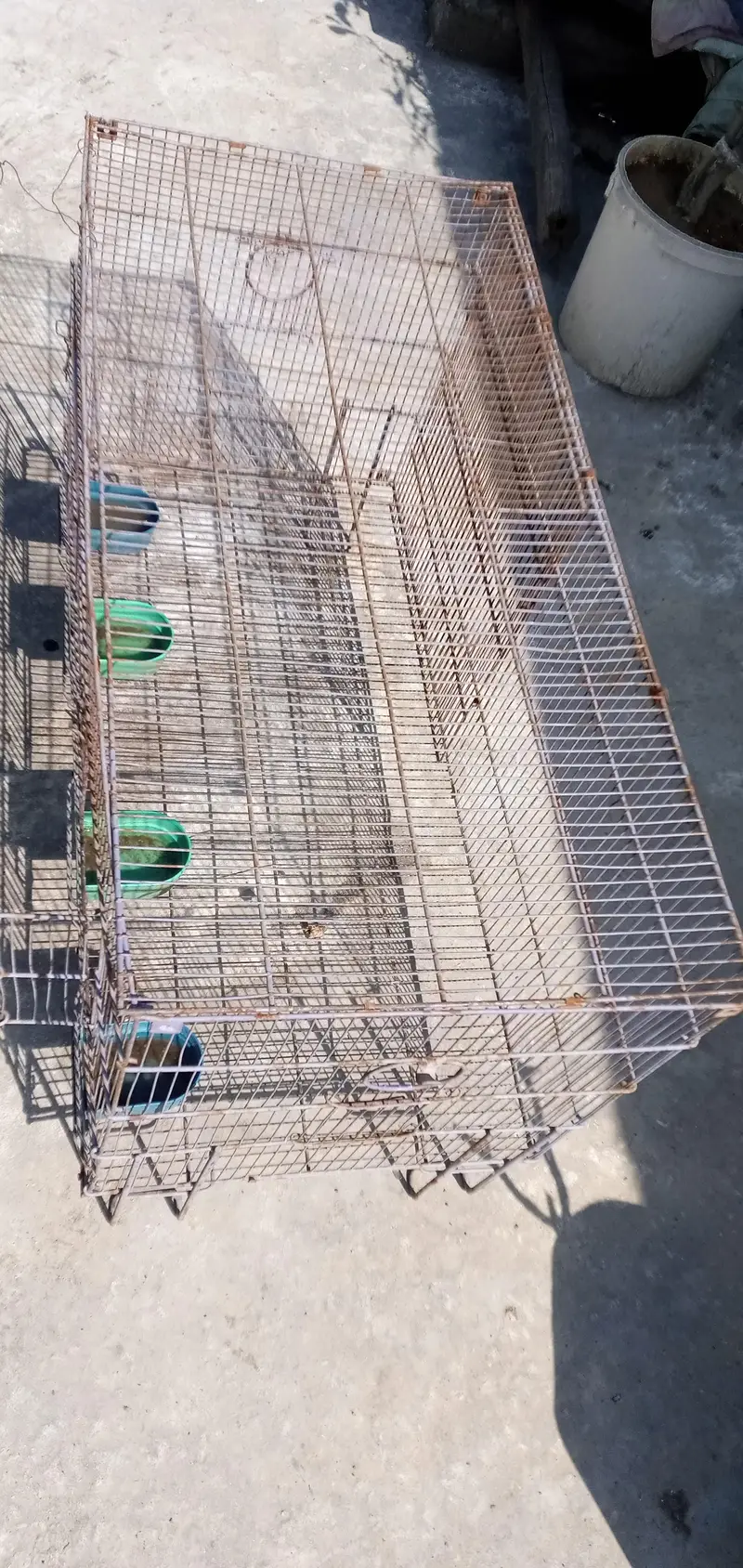 Cage for Hens, Parrots Urgent Sale — photo 3