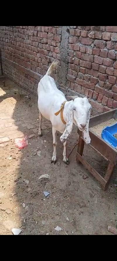 u sa 6 dant ha 1 months k cross ha what app num 03236501245 cl video 5