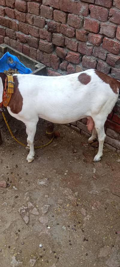 u sa 6 dant ha 1 months k cross ha what app num 03236501245 cl video 5