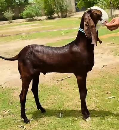 Bakra For Sale Urgent