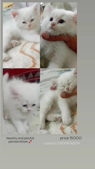 Cute and healthy Persian cat