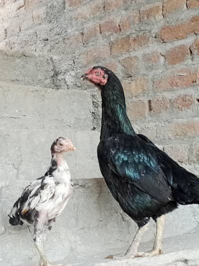lasani Madi with one male chick