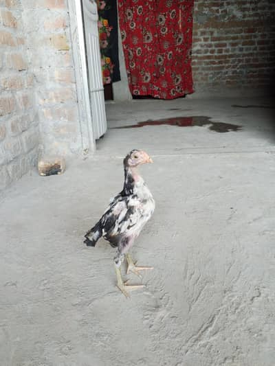 lasani Madi with one male chick