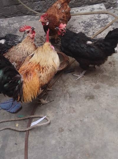 pure dasi hens for sale in Lahore urgent sale