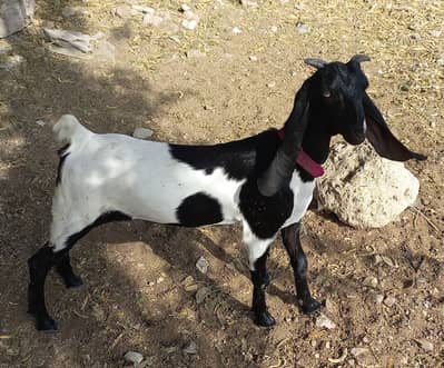Female goats for sale