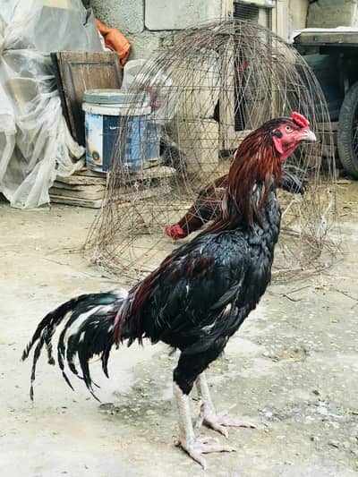 Pure aseel breed in low price heavy bone structure