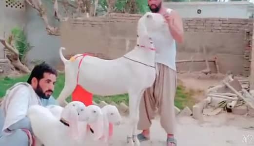 3 Bacchon Ka Sath Desi Bakri For Sale _ 03102729869