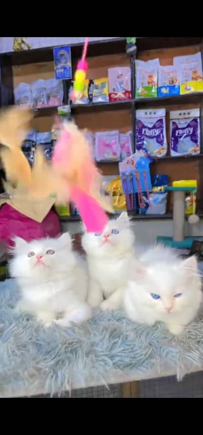 Quality Persian Punch face cat & kitten is03477878702Whatsapp