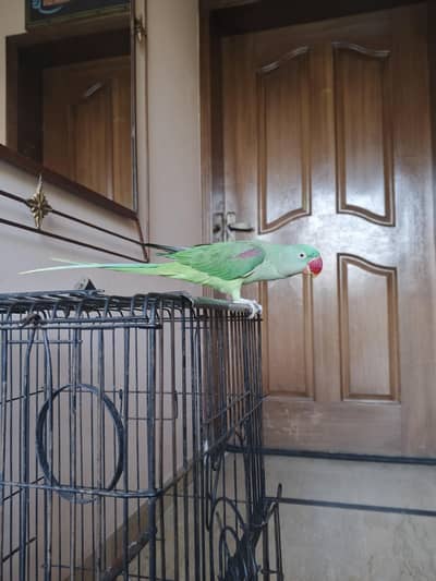 talking Bird