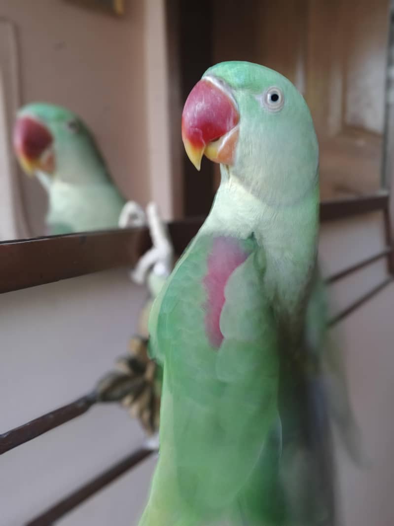 talking Bird 1