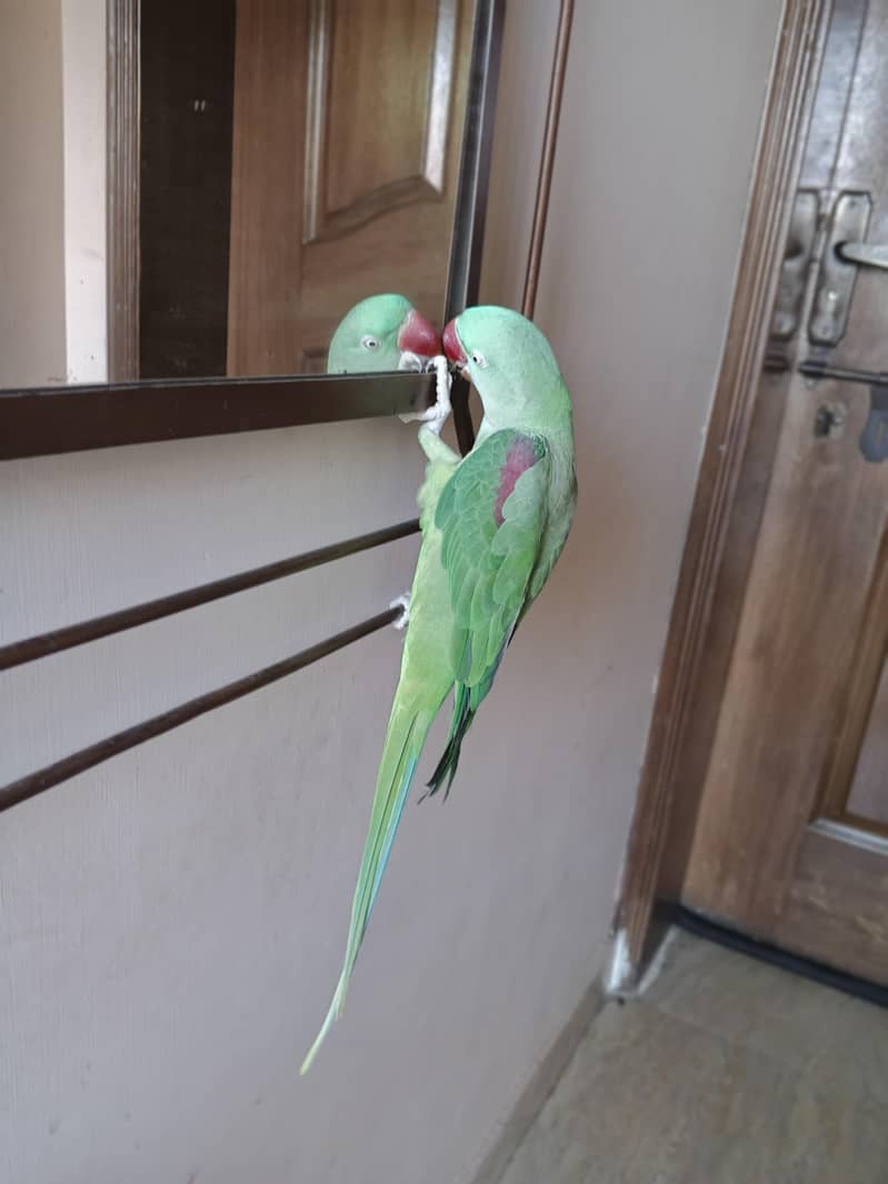 talking Bird 2