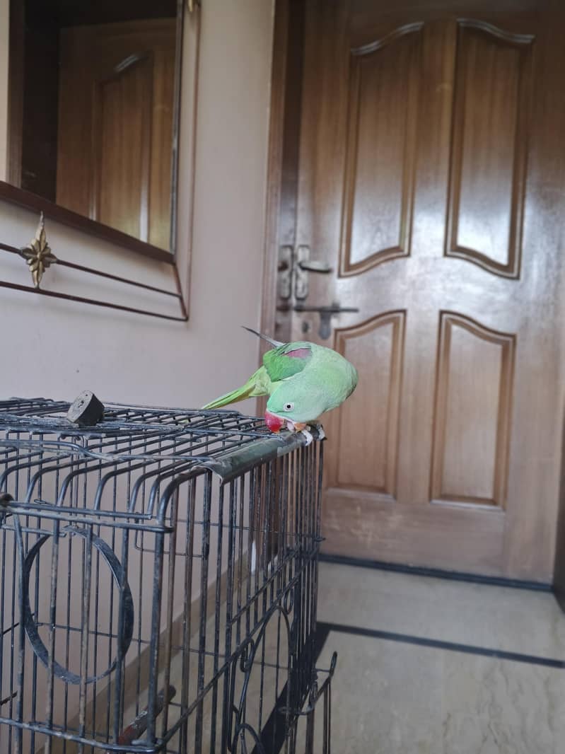talking Bird 3