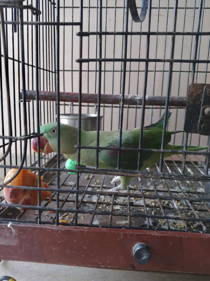 talking Bird 4