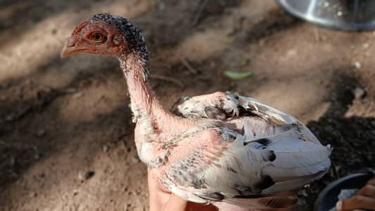 Heera chicks