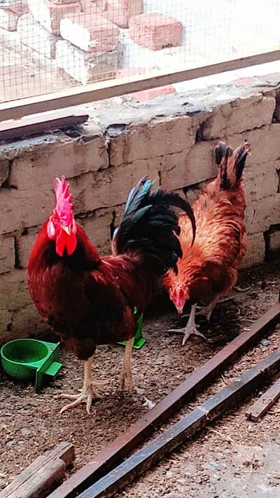 golden misri |Ayam cemani |cage | iron cage wooden cage |desi hens