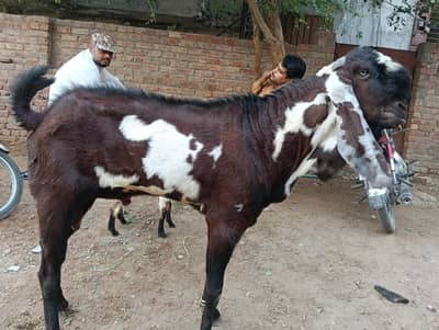 Betal Bakri