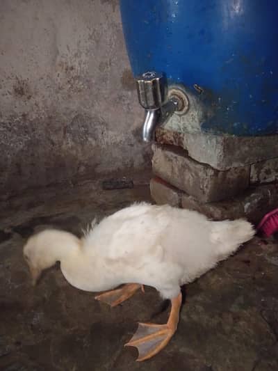 ducks for sale