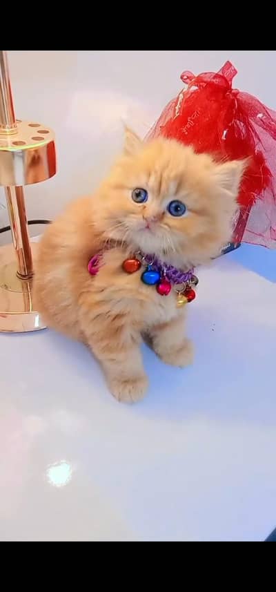 Quality Persian Punch face cat & kitten is03477878702Whatsapp