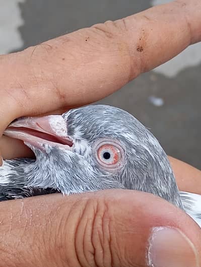 Pure breeder pigeon for sale