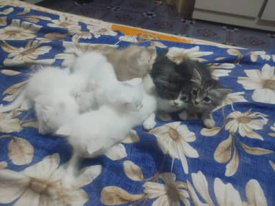 Persian kittins | Doble coat | Fluffy | White kitten | Cat for sale