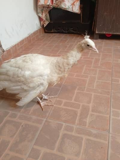 peacock white