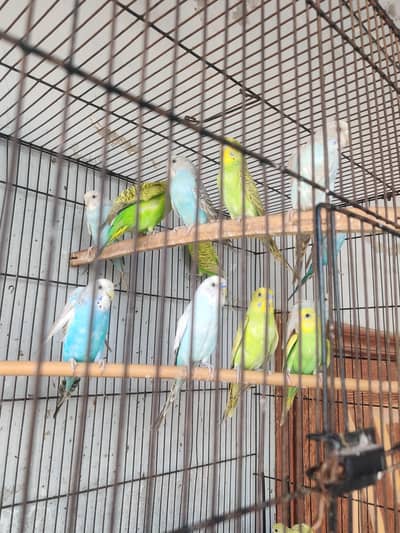 breeder buggies for sell