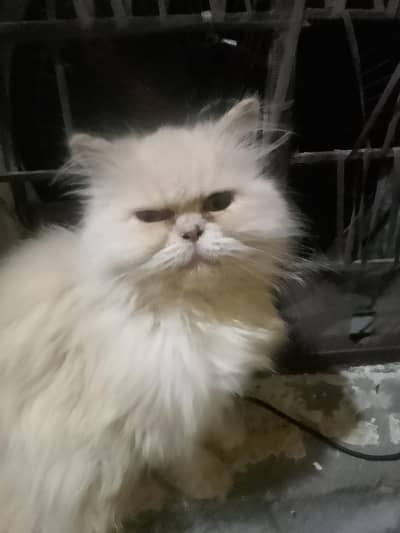 persion cat