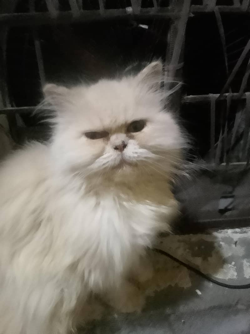 persion cat 0