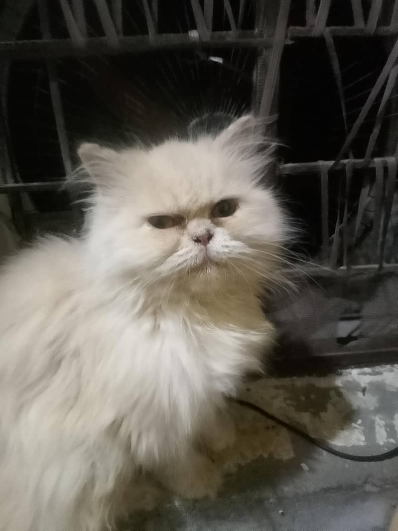 persion cat 1