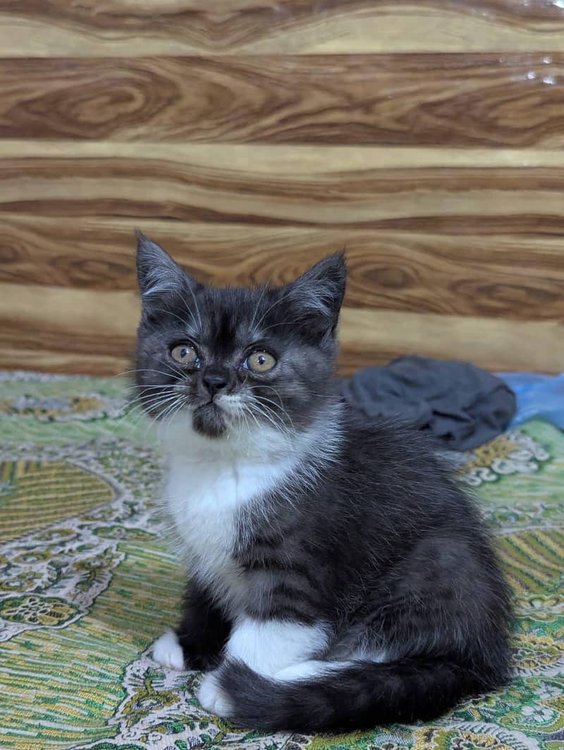 persion cat 2