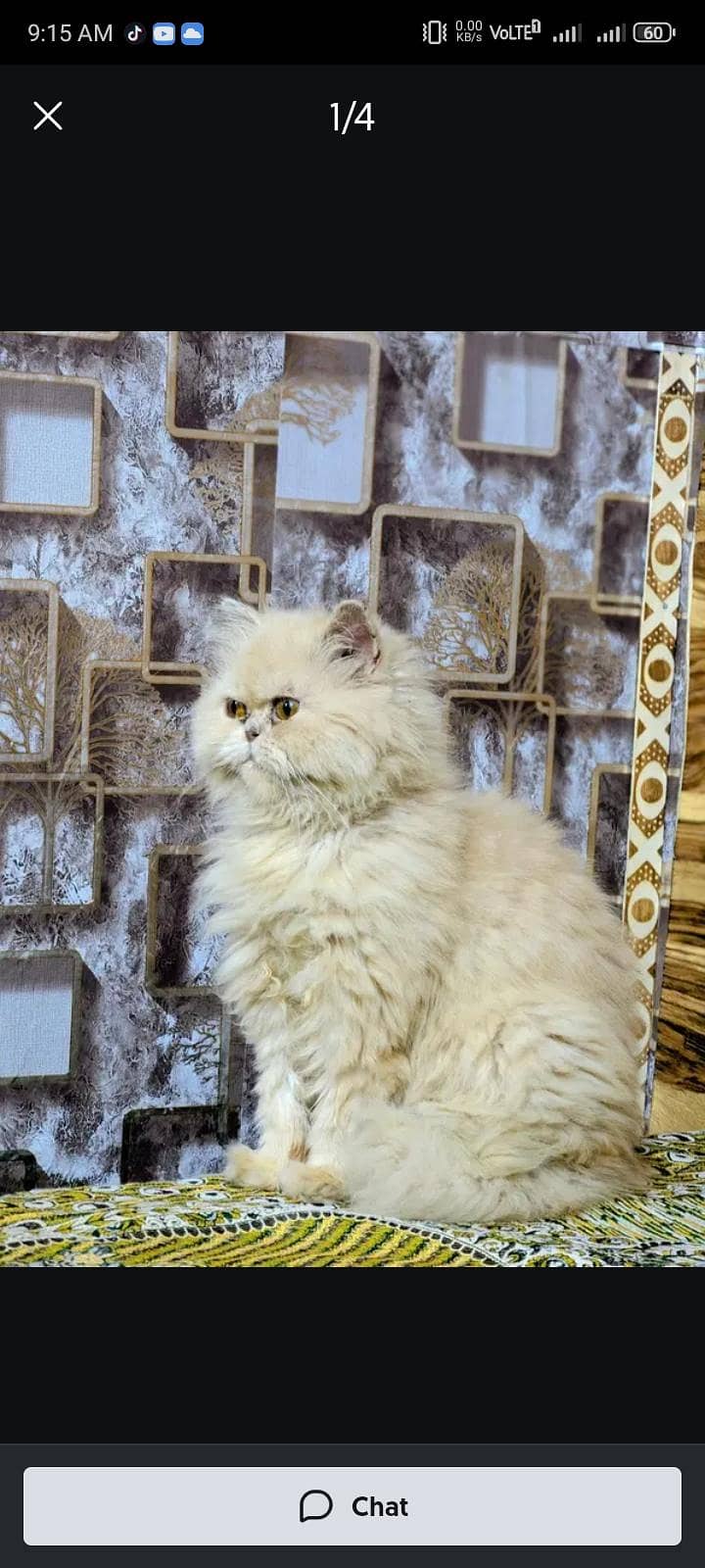 persion cat 3