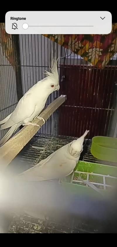 eno cocktail / plumhead /Gouldian/ Love birds