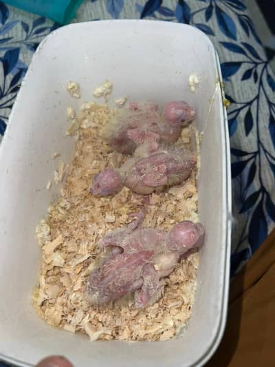 Quality Cocktail Chicks / Self handtamed / Australian Budgie Handtamed