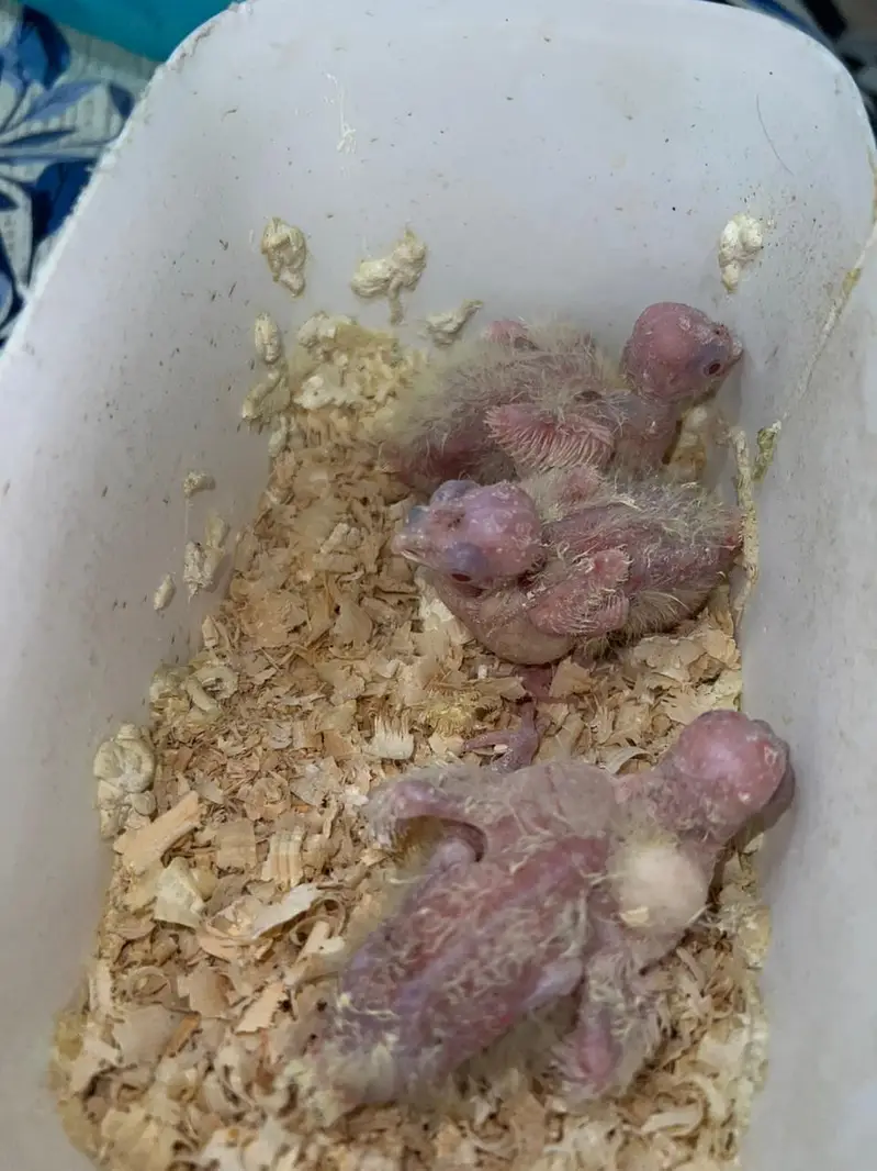 Quality Cocktail Chicks / Self handtamed / Australian Budgie Handtamed — photo 2