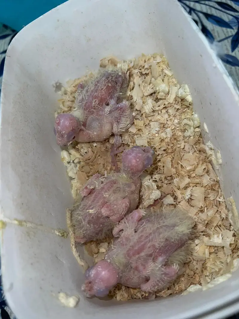 Quality Cocktail Chicks / Self handtamed / Australian Budgie Handtamed — photo 3