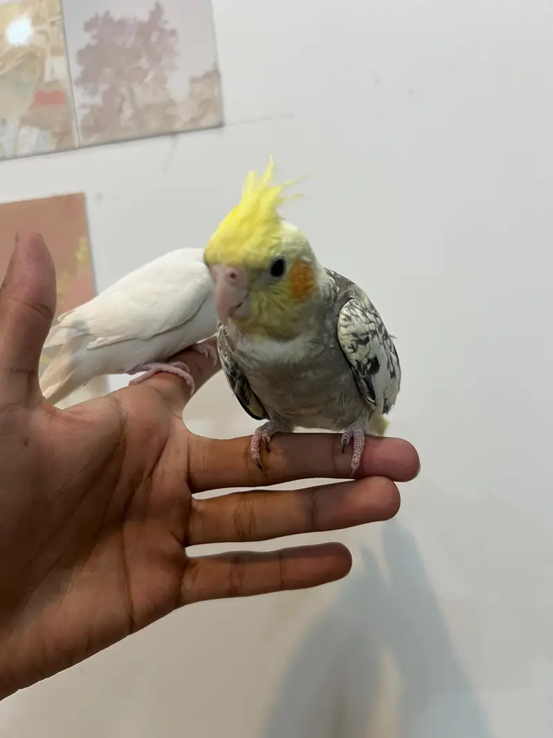 Quality Cocktail Chicks / Self handtamed / Australian Budgie Handtamed — photo 4