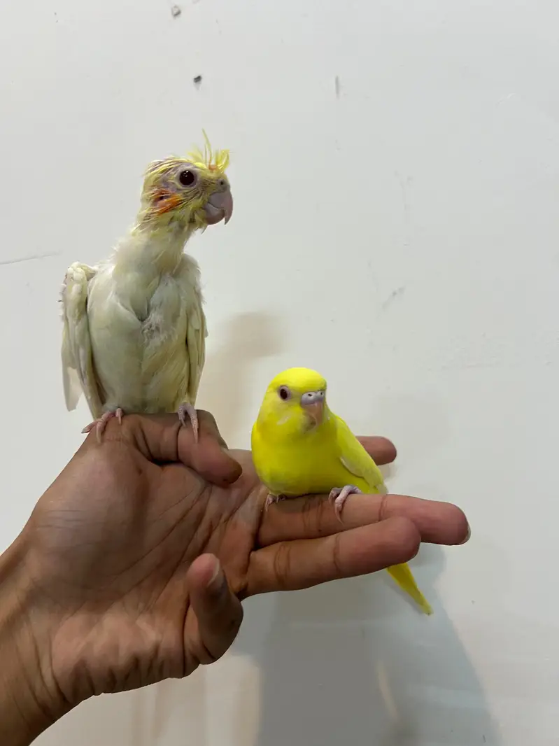 Quality Cocktail Chicks / Self handtamed / Australian Budgie Handtamed — photo 5