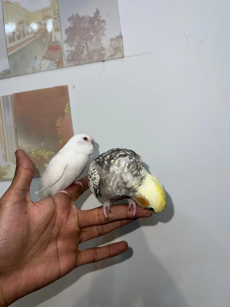 Quality Cocktail Chicks / Self handtamed / Australian Budgie Handtamed — photo 6