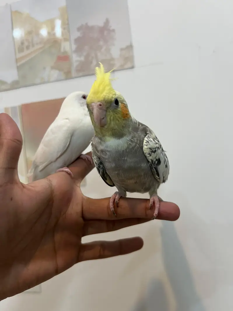 Quality Cocktail Chicks / Self handtamed / Australian Budgie Handtamed — photo 7