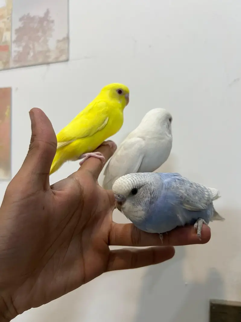 Quality Cocktail Chicks / Self handtamed / Australian Budgie Handtamed — photo 8
